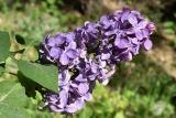 Syringa vulgaris. Соцветие и листья. Узбекистан, г. Ташкент, пос. Улугбек, промышленная площадка ядерного центра, в культуре. 15.04.2022.