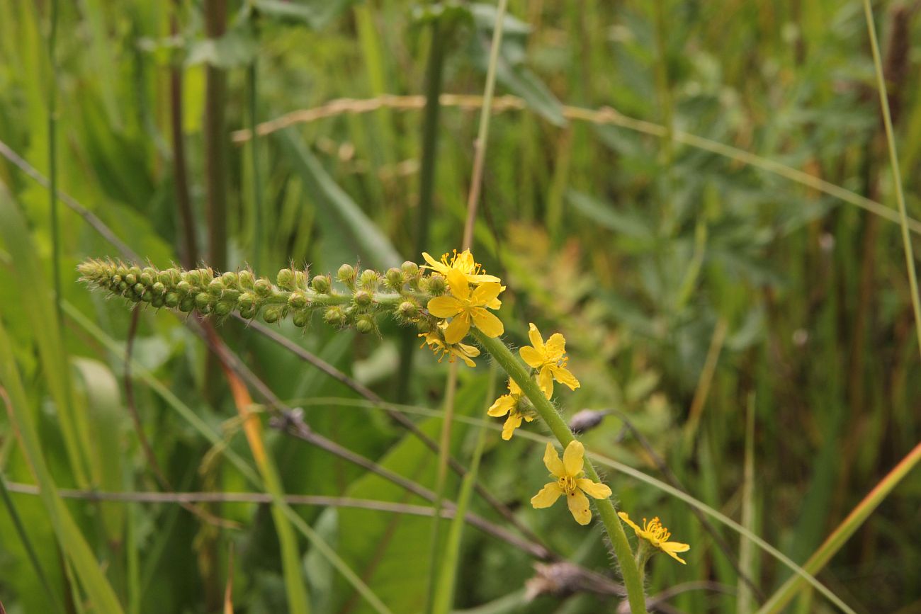 Image of Agrimonia eupatoria specimen.