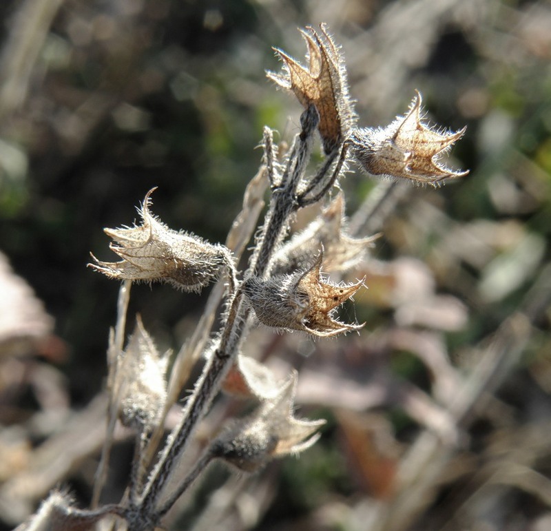 Image of Teucrium chamaedrys specimen.