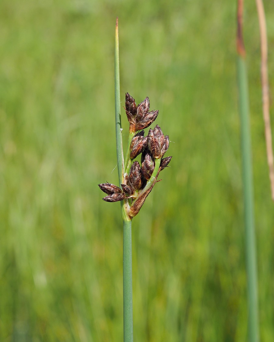 Image of Schoenoplectus tabernaemontani specimen.