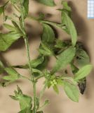 Смотреть изображение Bothriospermum tenellum