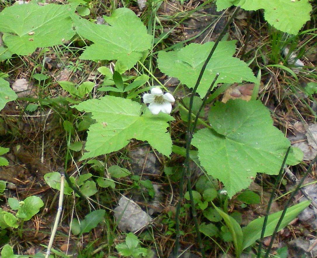 Image of Rubus parviflorus specimen.