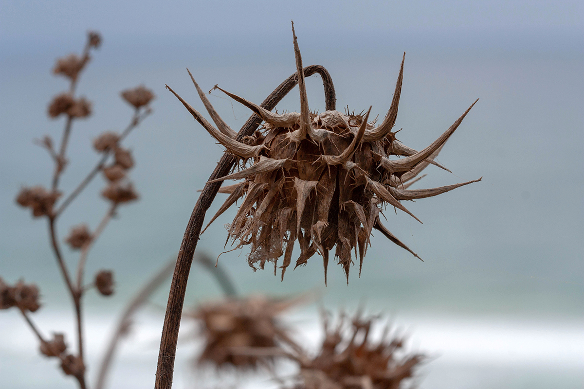 Image of Silybum marianum specimen.