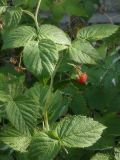 Rubus idaeus