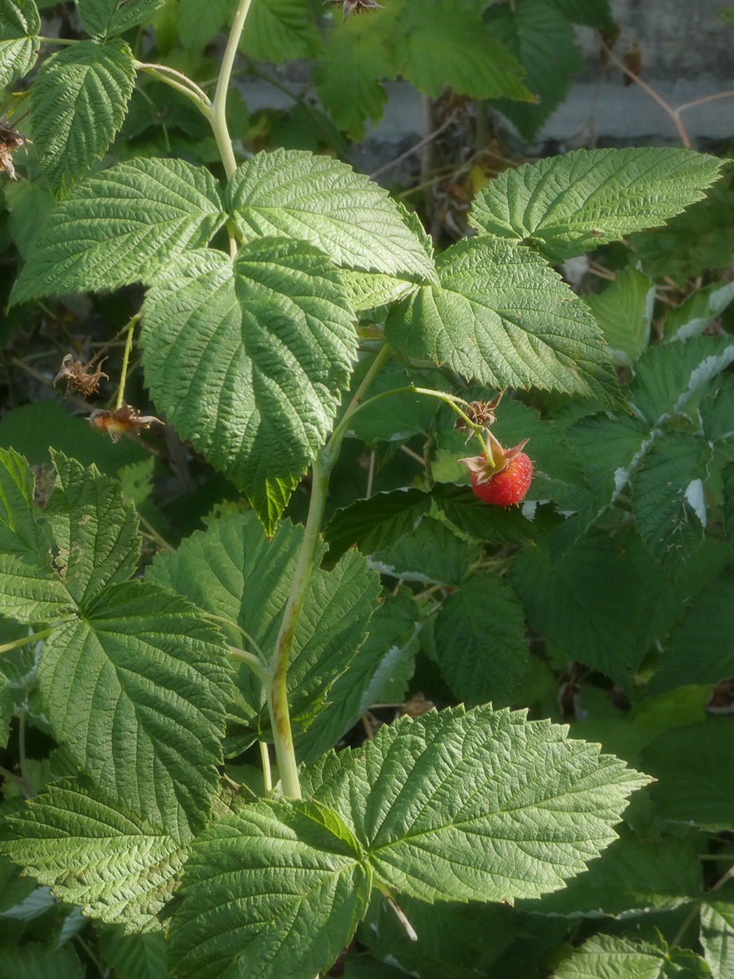 Image of Rubus idaeus specimen.