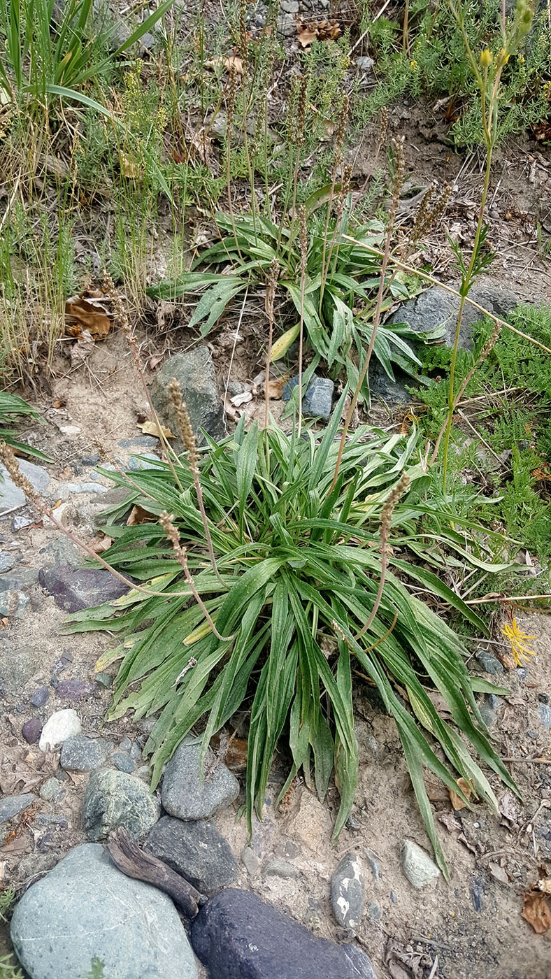 Изображение особи Plantago minuta.