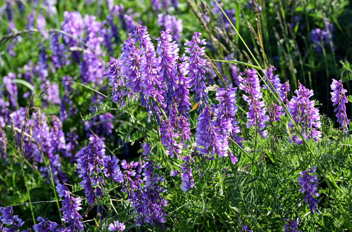 Изображение особи Vicia tenuifolia.