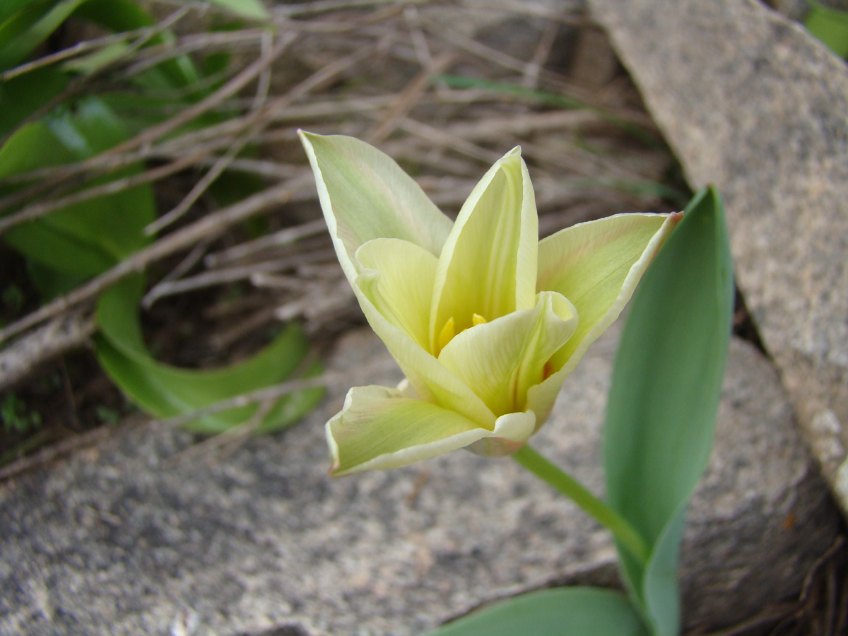 Image of Tulipa kaufmanniana specimen.