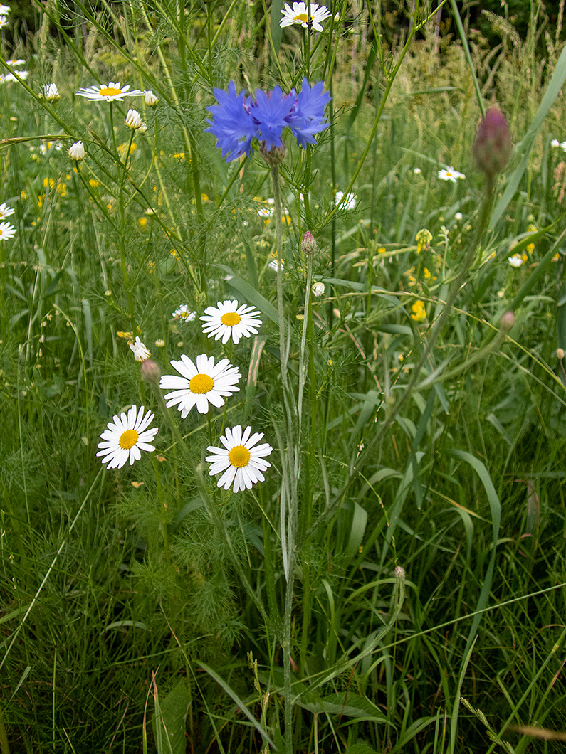 Image of Centaurea cyanus specimen.