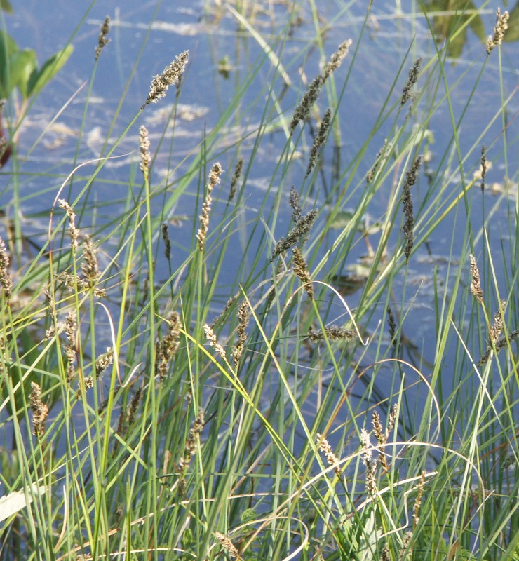 Image of Carex diandra specimen.