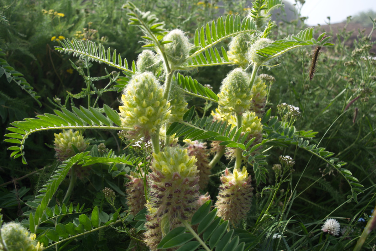 Изображение особи Astragalus maximus.