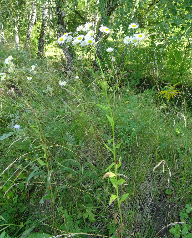 Image of genus Erigeron specimen.