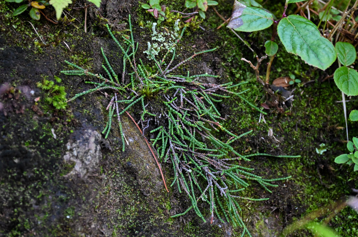 Image of Cassiope lycopodioides specimen.