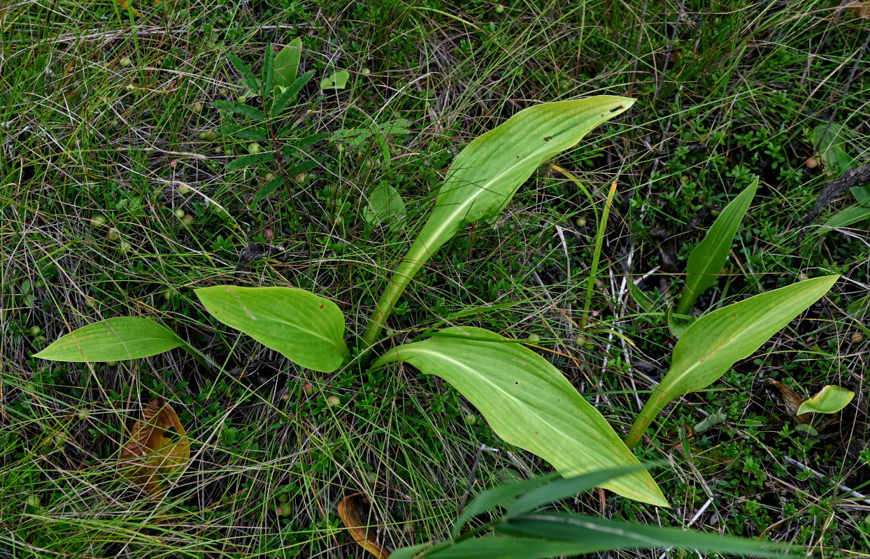 Изображение особи Hosta rectifolia.