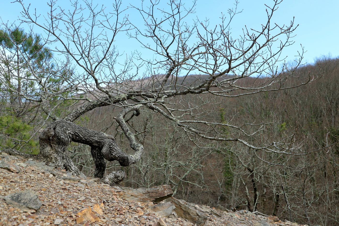 Изображение особи Quercus petraea.