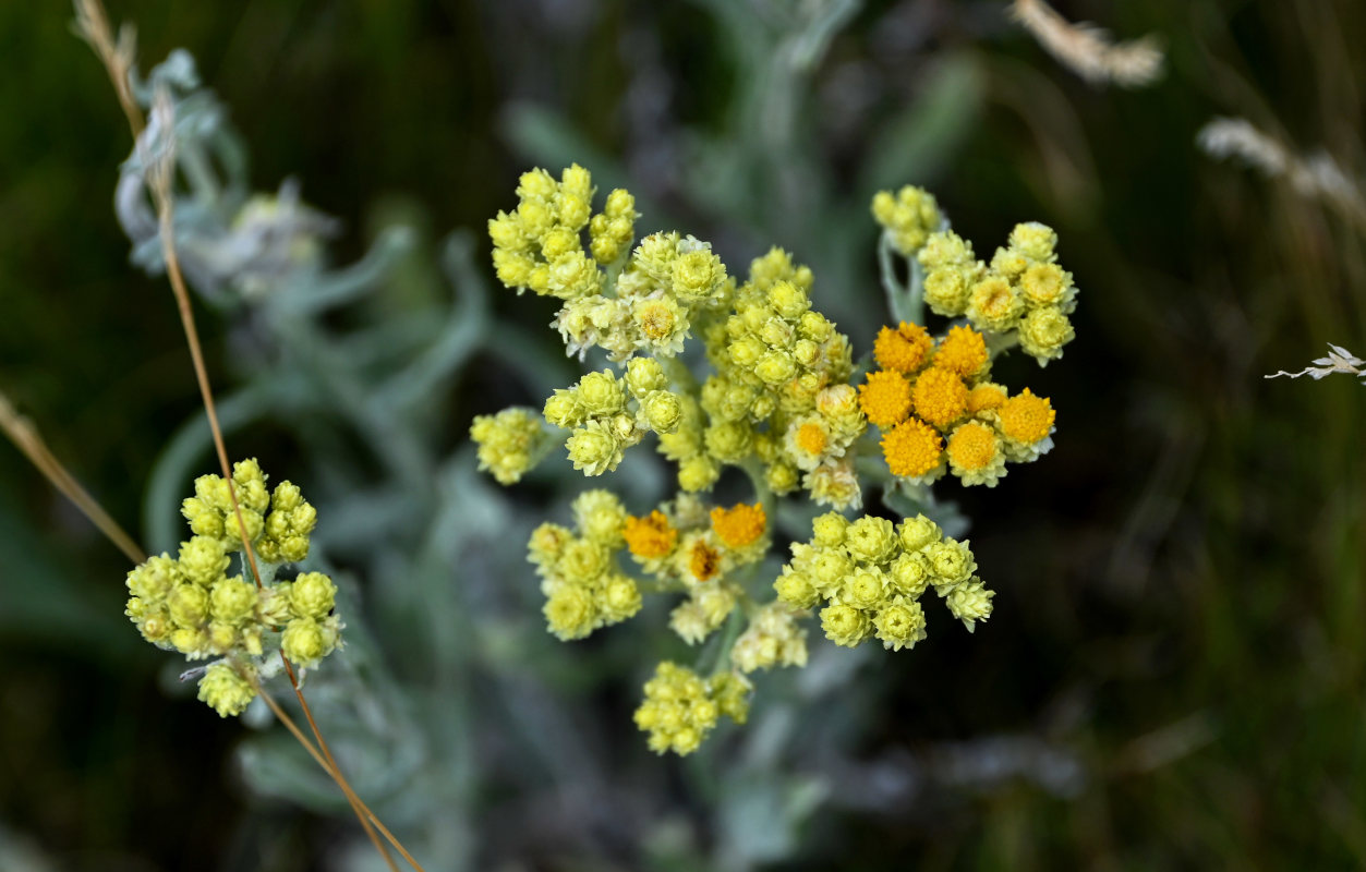 Image of Helichrysum arenarium specimen.