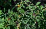 Bidens pilosa