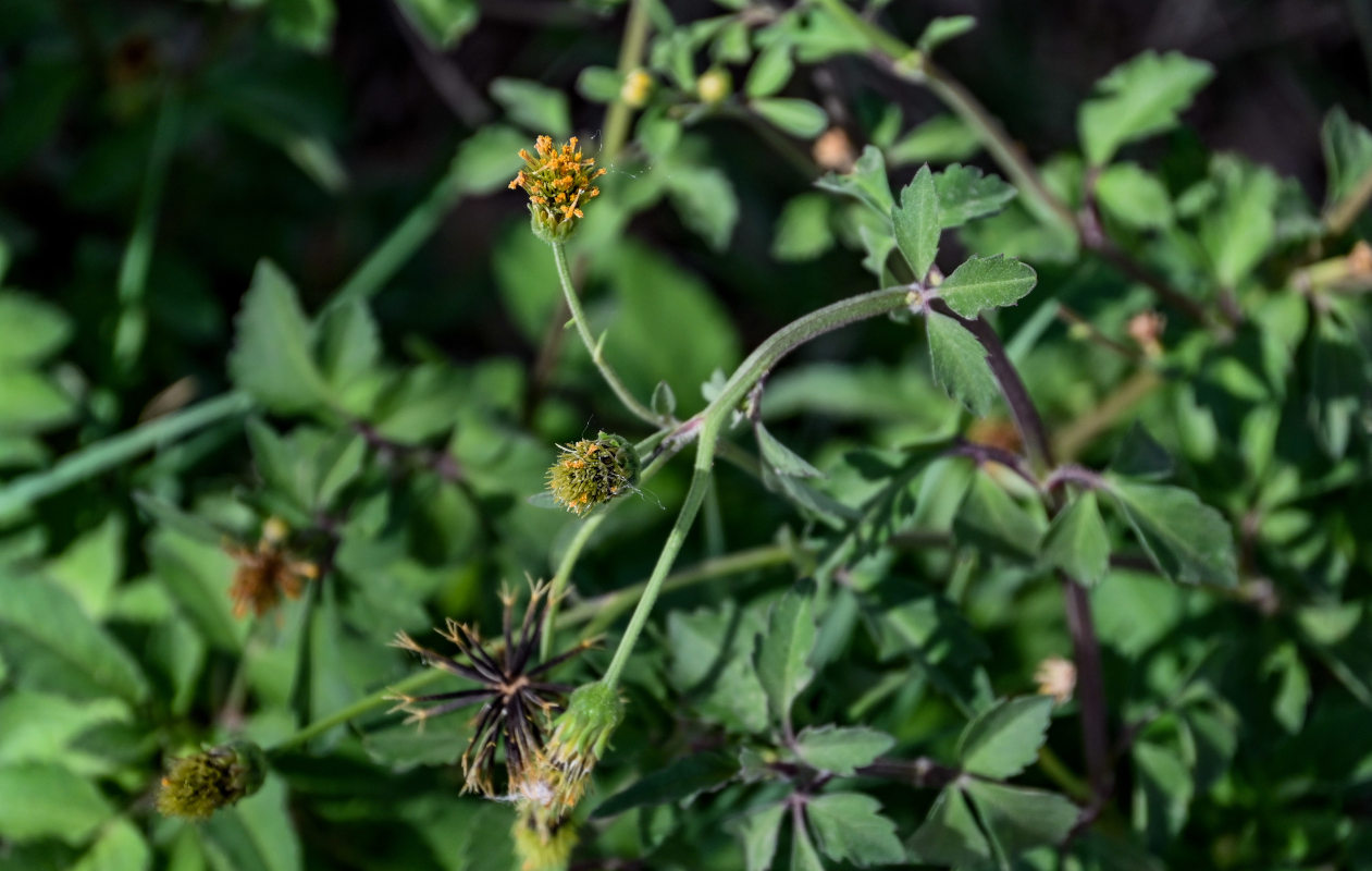 Image of Bidens pilosa specimen.