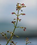 Scrophularia variegata