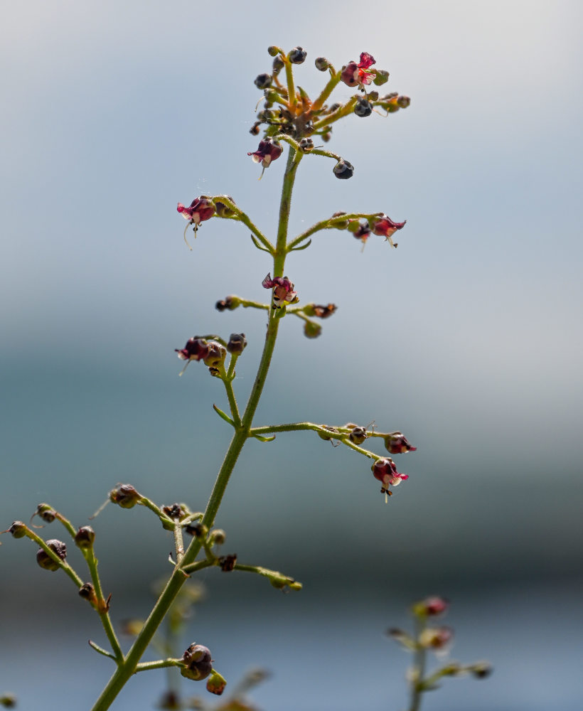 Изображение особи Scrophularia variegata.