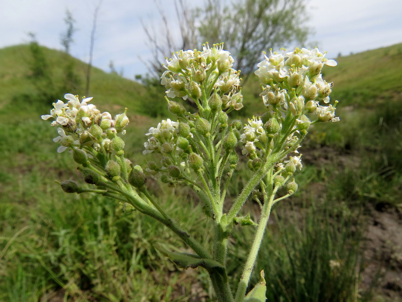 Изображение особи Cardaria pubescens.