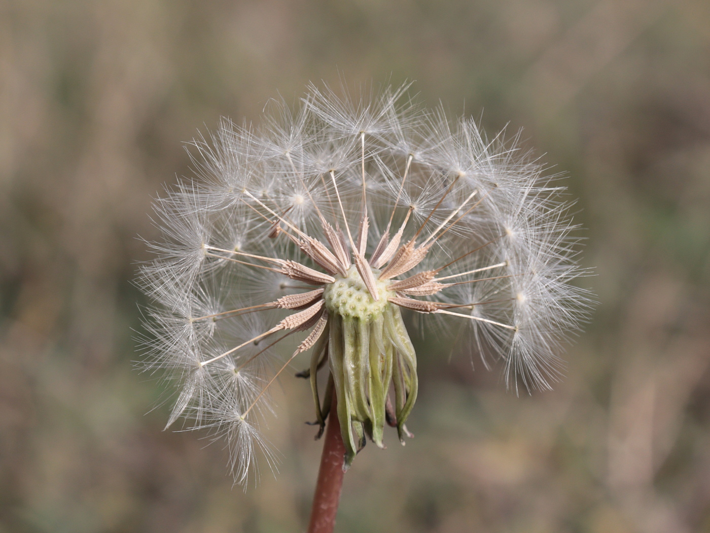 Изображение особи Taraxacum pobedimovae.