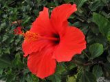 Hibiscus rosa-sinensis. Цветок. Испания, Канарские острова, Тенерифе, Пуэрто-де-ла-Крус (Puerto de la Cruz), в городском озеленении. 10 марта 2008 г.