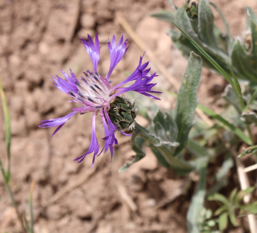 Изображение особи род Centaurea.