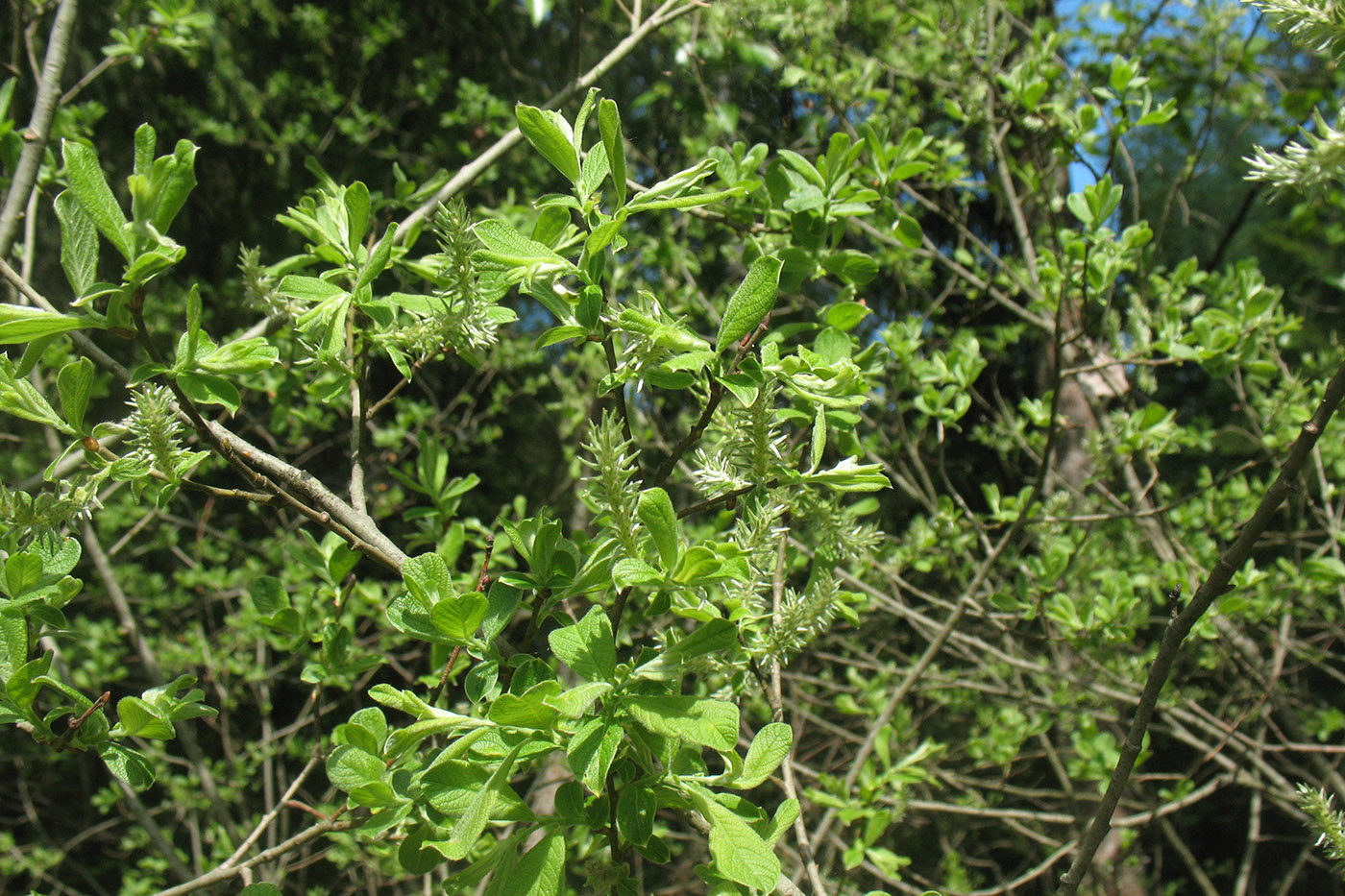 Image of Salix aurita specimen.