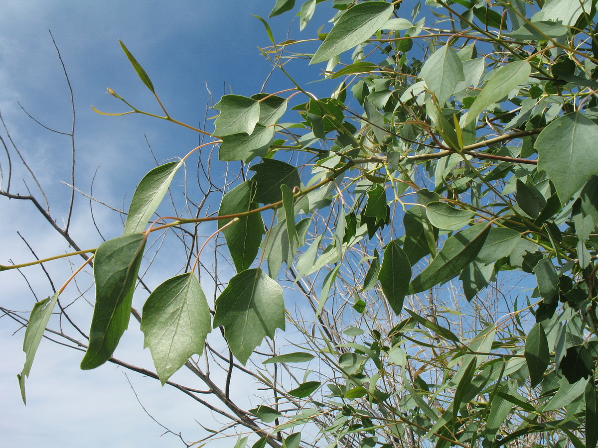 Изображение особи Populus euphratica.