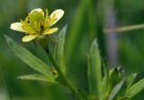 Ranunculus chinensis. Верхушка побега с цветком. Приморский край, Уссурийский гор. округ, окр. с. Монакино, луг, нарушенное местообитание. 16.06.2024.