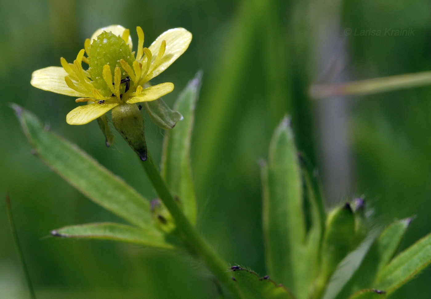 Image of Ranunculus chinensis specimen.