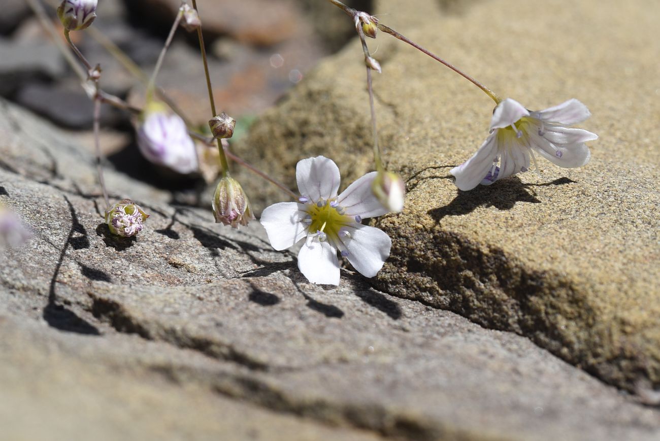 Image of Gypsophila elegans specimen.