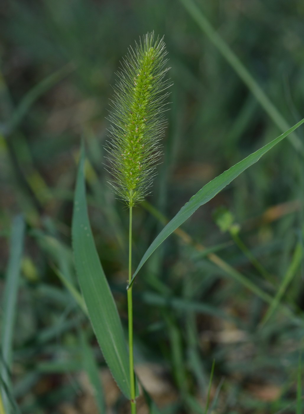 Изображение особи Setaria viridis.