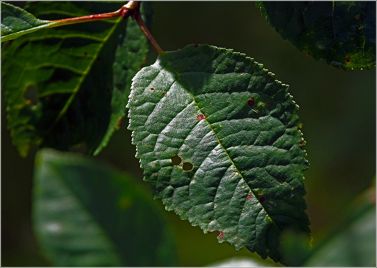 Изображение особи Cerasus vulgaris.