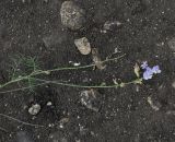 Astragalus austriacus