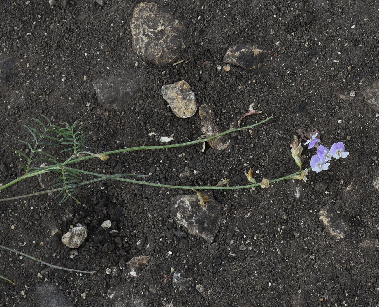 Изображение особи Astragalus austriacus.