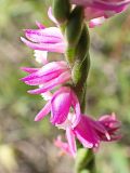 Spiranthes australis. Цветки. Хабаровский край, окр. г. Комсомольск-на-Амуре, дол. руч. Тёплый ключ, у грунтовой дороги. 14.08.2024.