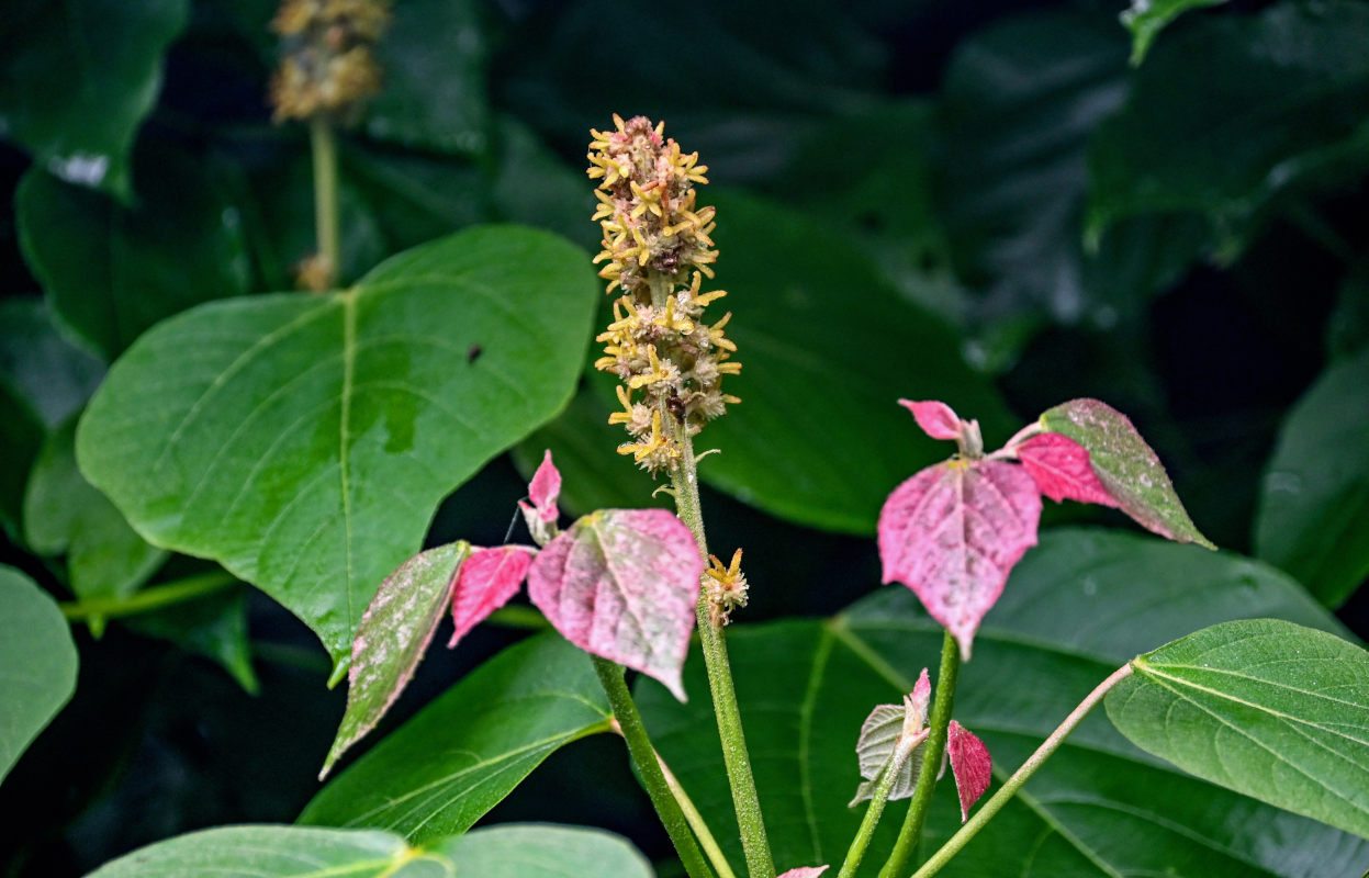 Image of Mallotus nepalensis specimen.