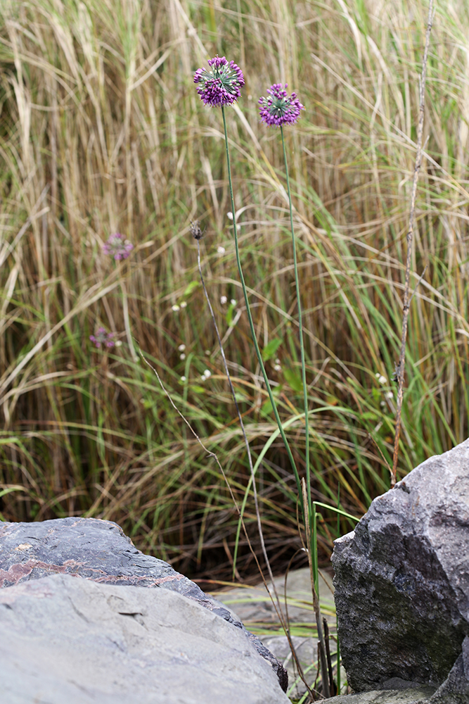 Image of Allium sacculiferum specimen.