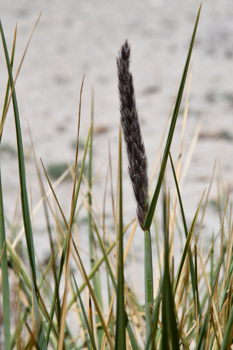 Изображение особи семейство Poaceae.