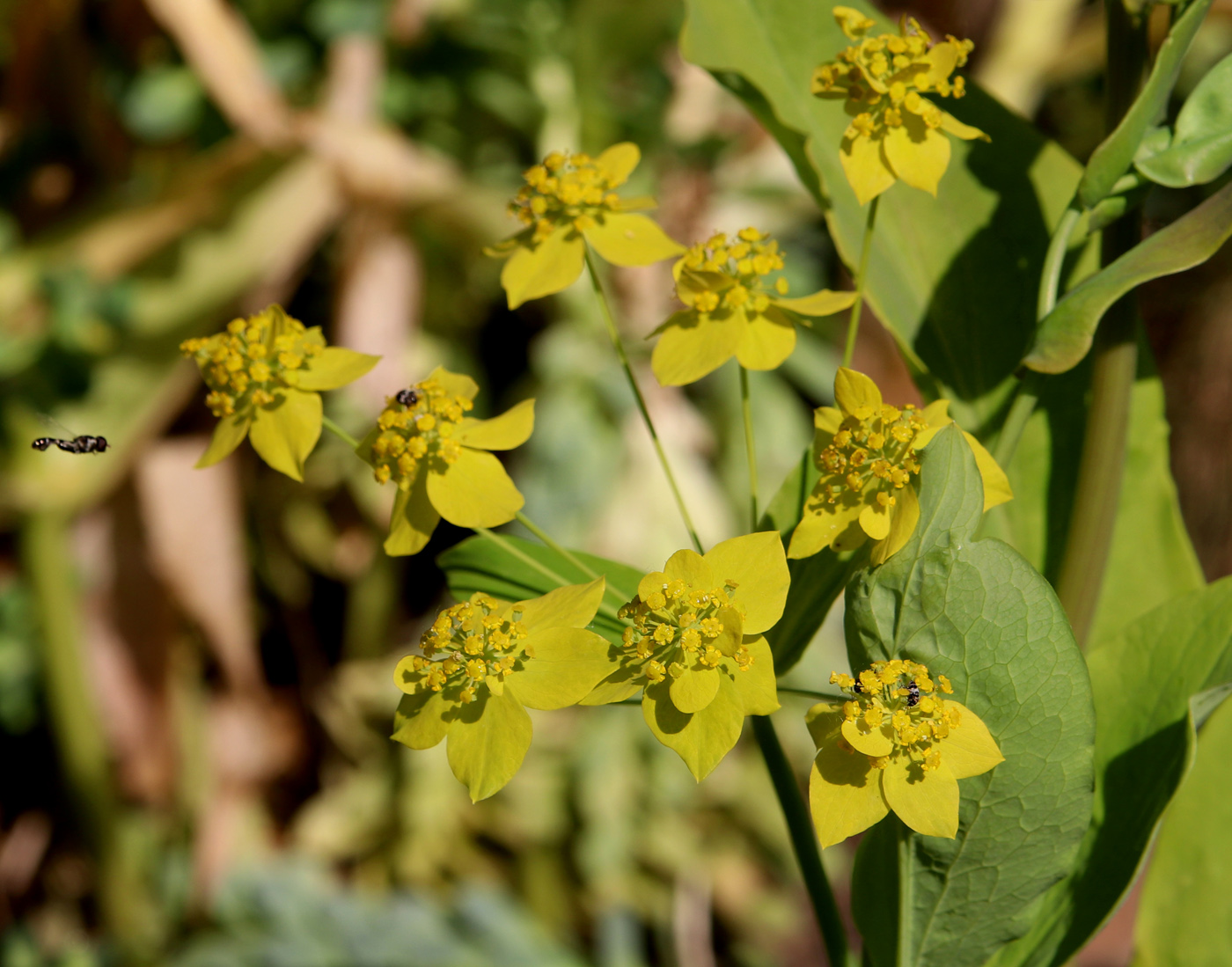 Image of Bupleurum longifolium ssp. aureum specimen.