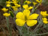 Ranunculus illyricus. Цветок. Крым, Южный Берег, с-в склон горы Аю-Даг, редколесье, каменистый склон. 25.05.2024.