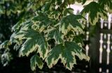 Acer platanoides. Верхушка ветви с повреждёнными листьями (пестролистный культивар). Вологодская обл., г. Вологда, в культуре. 13.07.2024.