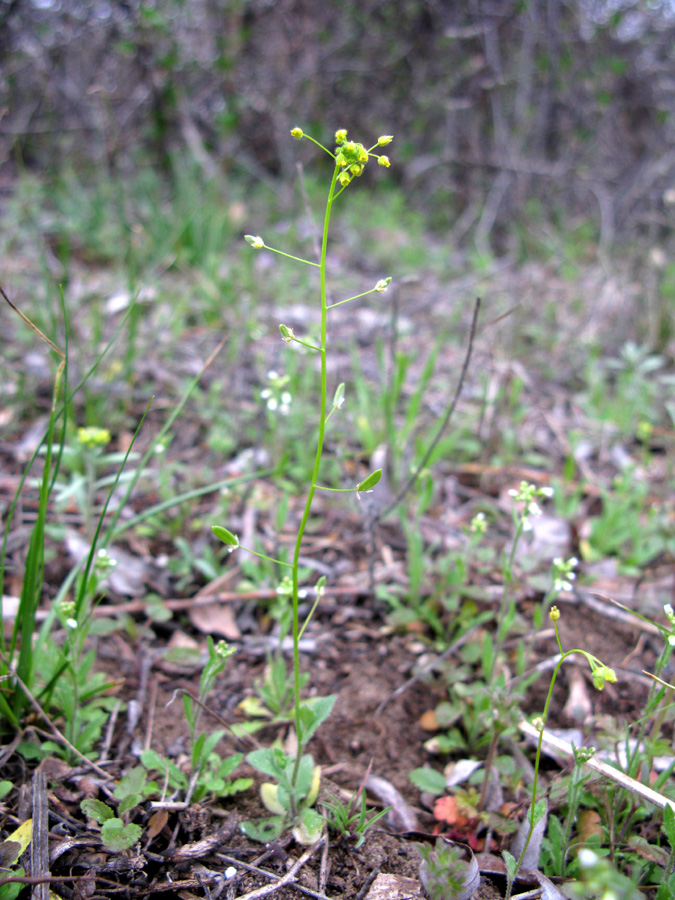 Изображение особи Draba nemorosa.