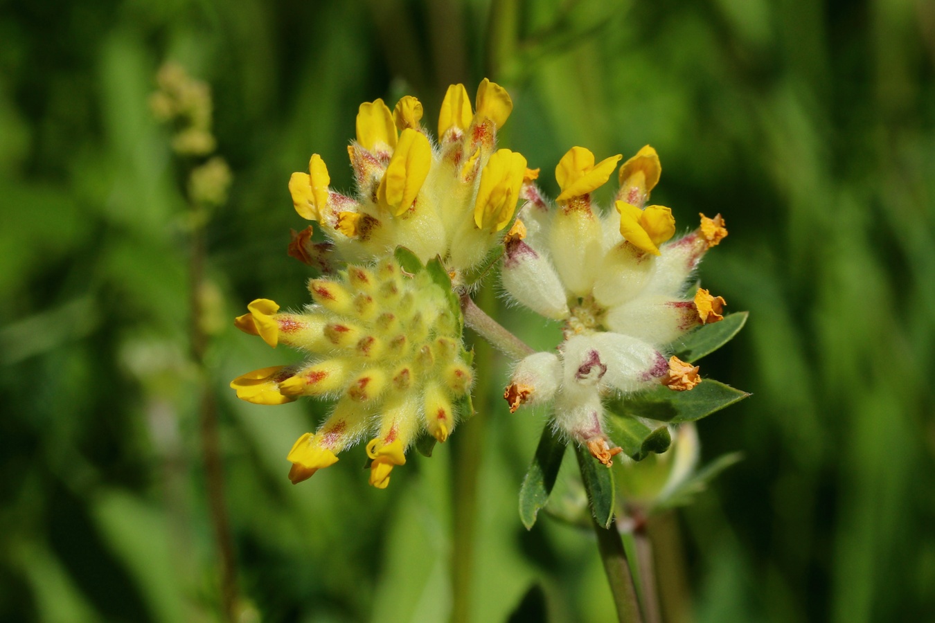 Image of Anthyllis vulneraria specimen.