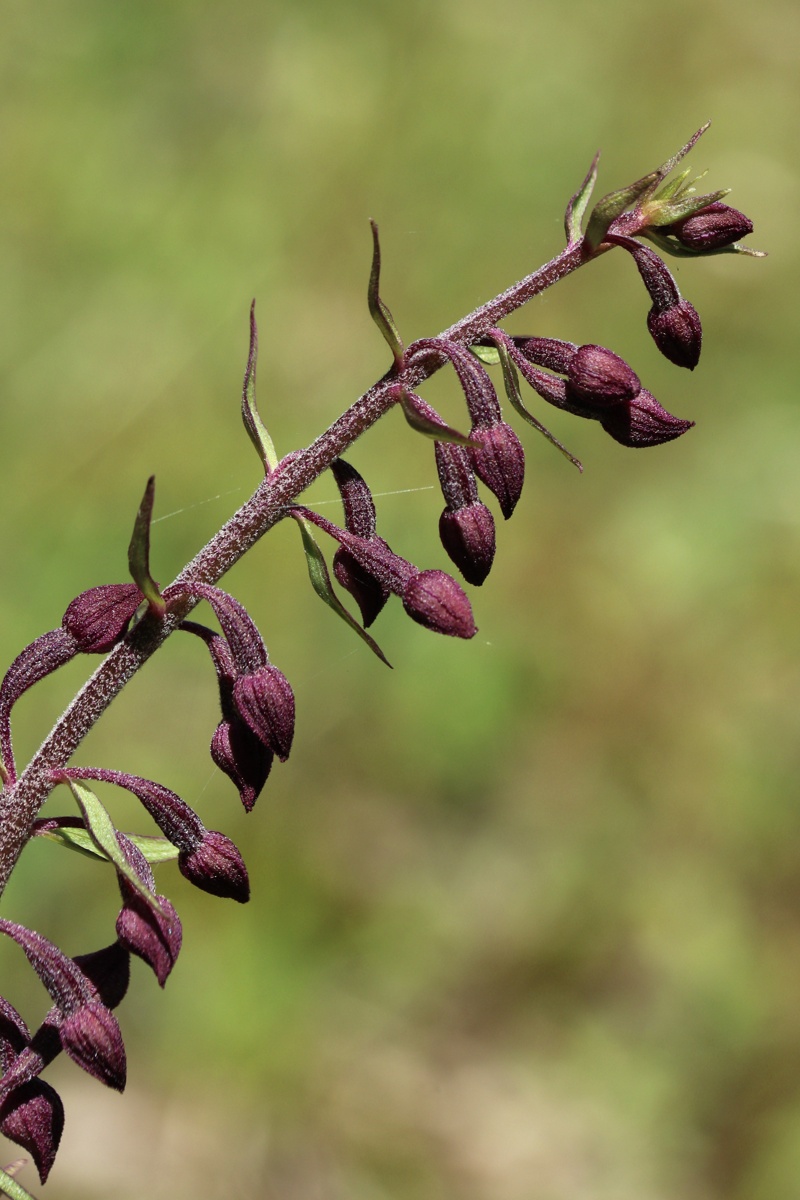 Изображение особи Epipactis atrorubens.