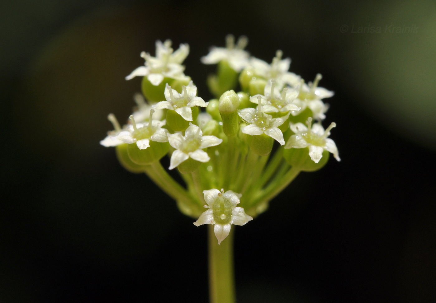 Изображение особи род Hydrocotyle.