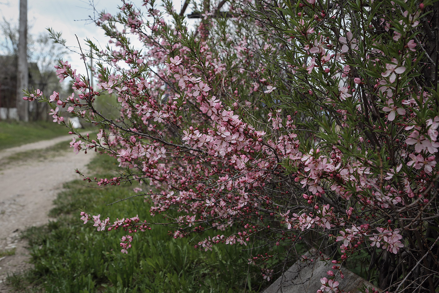 Изображение особи Amygdalus nana.