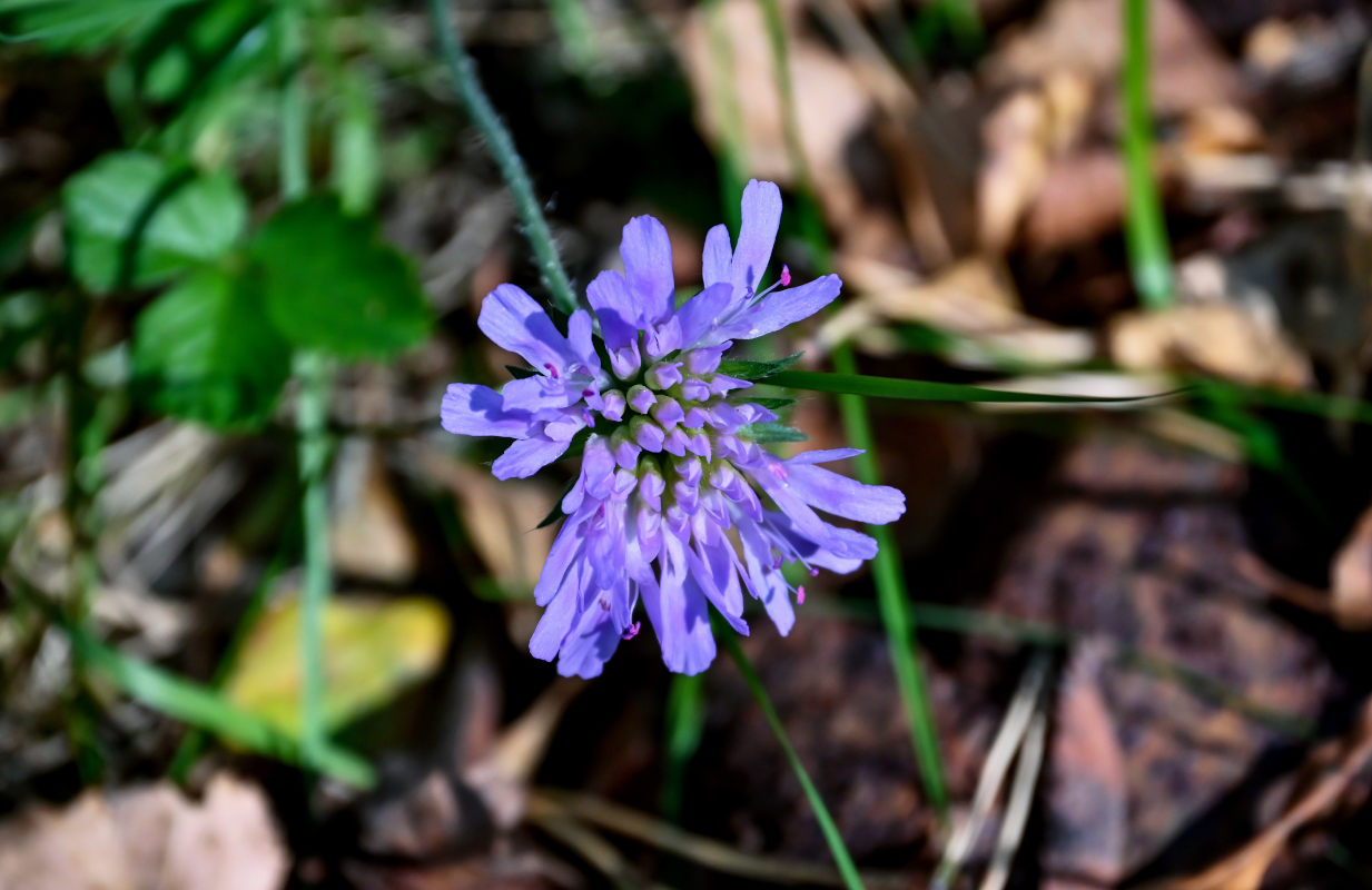 Изображение особи Knautia arvensis.